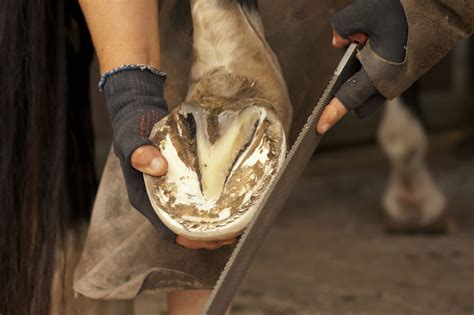 Back to basics: 5 essential hoof care items for horses | AGDAILY