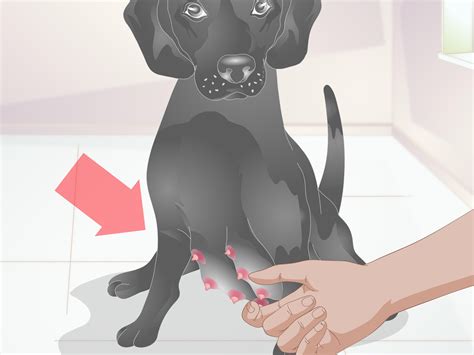 3 Ways to Diagnose Mastitis in Dogs - wikiHow