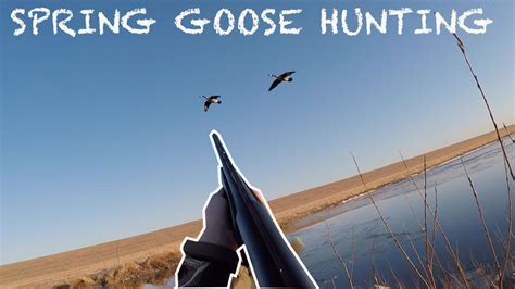 Spring GOOSE HUNTING in CANADA!! (New 2021 Season) - YouTube