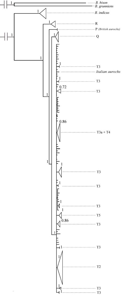 Phylogenetic tree of complete mtDNA genomes. Bayesian consensus... | Download Scientific Diagram