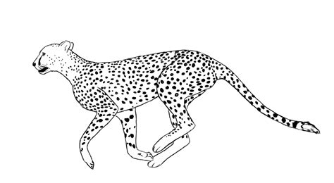 Running Cheetah Coloring Pages at GetColorings.com | Free printable colorings pages to print and ...