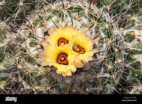 Phoenix, Arizona. Cactus at the Desert Botanical Garden Stock Photo - Alamy