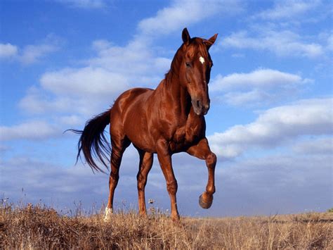 Wild Horse Wallpapers, Pictures, Images