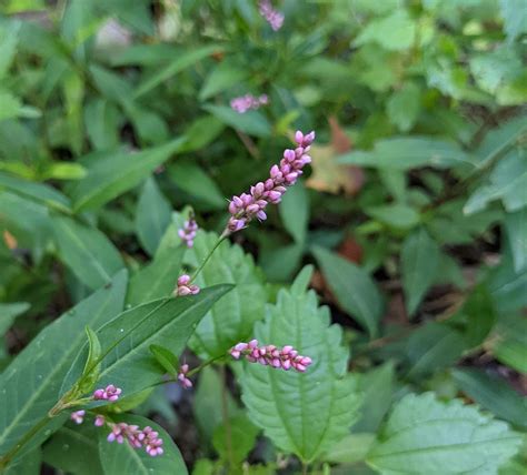 Smart Weeds | Outside My Window