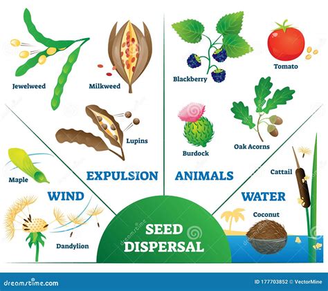 Seed Dispersal Stock Illustrations – 273 Seed Dispersal Stock ...