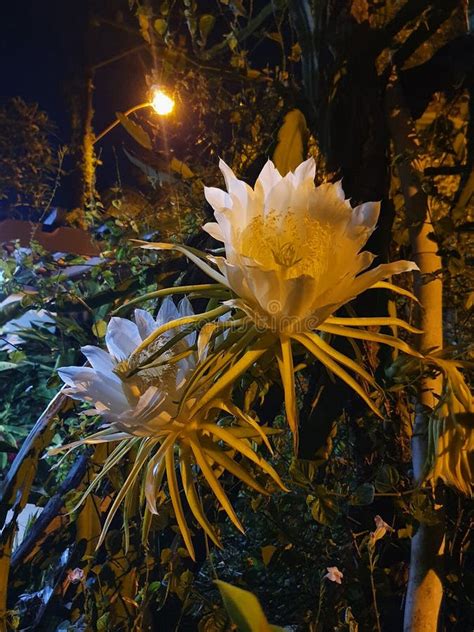 Night Lady pitaya flower stock photo. Image of tree - 205336798