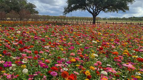 Visit Seed Farm – Wildseed Farms