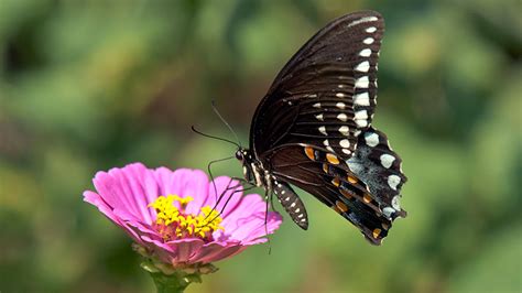 Best Flowers for Butterflies | Garden Gate