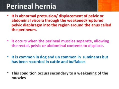 Dog Perineal Hernia Anatomy