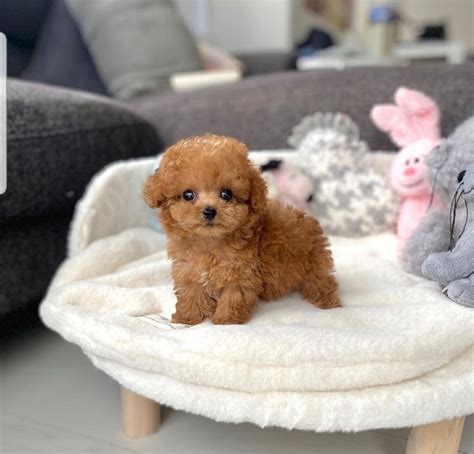 Buy Mini, Toy & Teacup Poodle Puppies in Ohio, Indiana & Missouri ...