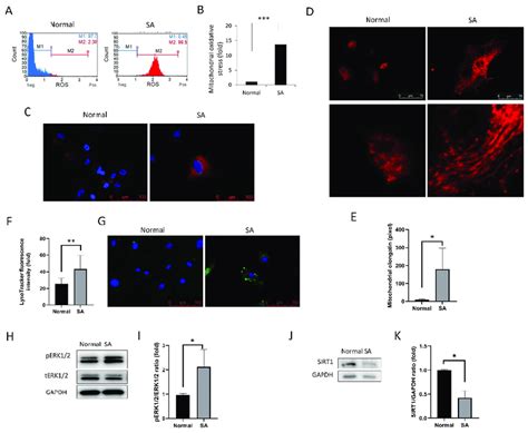 Mitochondrial oxidative stress, elongation, and lysosome staining. (A ...