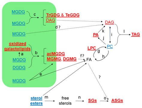 Plants | Special Issue : Function of Lipids in Plant Stress