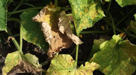 Why Are My Cucumber Leaves Turning Brown And Dying?