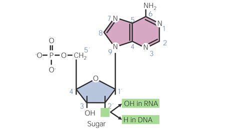 Nucleic Acids | Concise Medical Knowledge