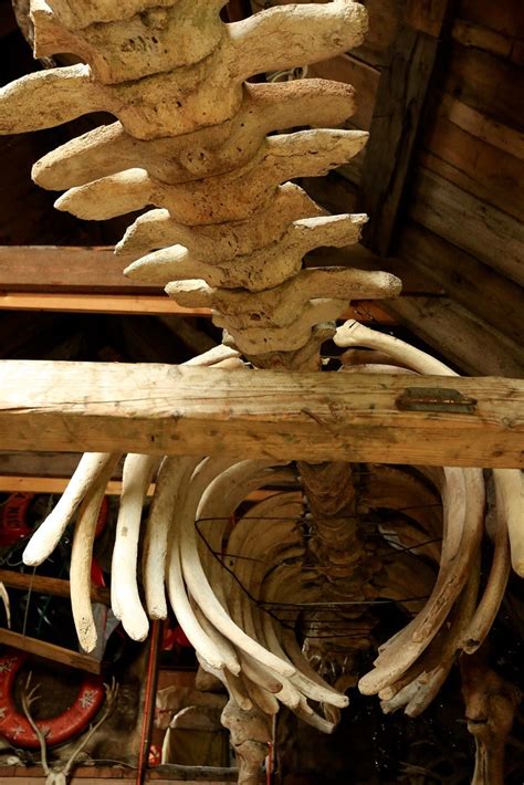 Extinct Species Steller's Sea Cow Skeleton Nikholskoye Settlement ...