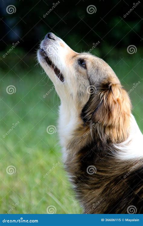 Dog howling stock image. Image of howl, behavior, nature - 36606115