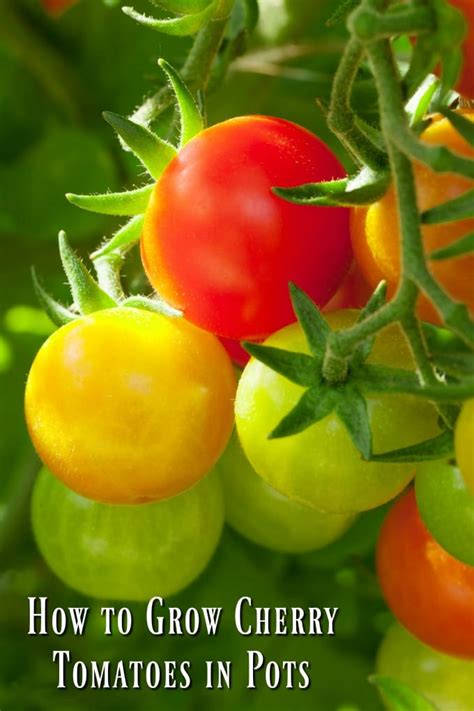 Growing Cherry Tomatoes in Pots - Juggling Act Mama