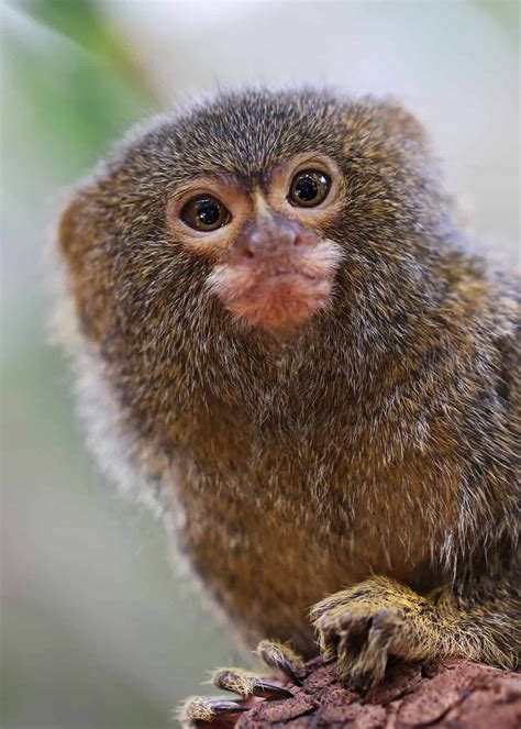 25+ Pygmy marmoset monkey info