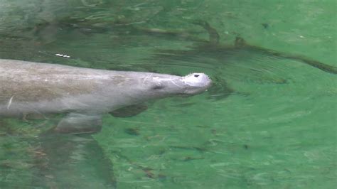 It's Manatee Viewing Season At Blue Springs Florida | Nature Walk, Wildlife & Over 200 Manatees ...