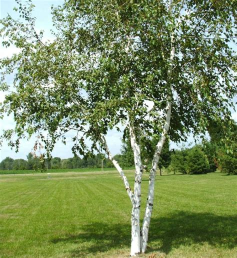 Birch Tree Seeds - WHITE - Betula Papyifera - Native Canadian Tree - 20 Seeds | eBay | White ...