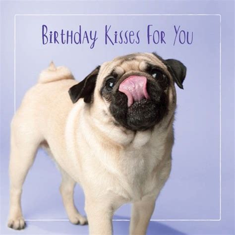 happy birthday pug pictures - Google zoeken --- http://tipsalud.com ----- | Birthday pug, Happy ...