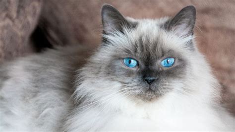 10 fluffy cat breeds to cuddle up to | PetsRadar