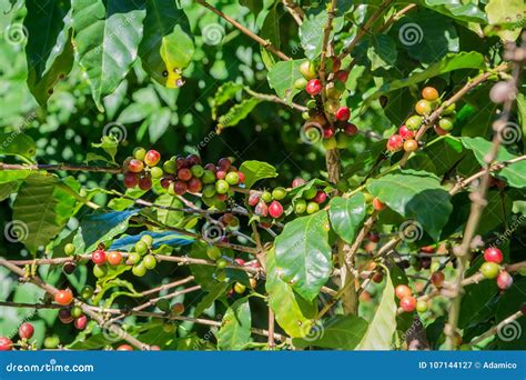 Coffee Plant with Beans Ready for Harvest Stock Image - Image of plant ...