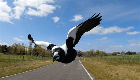 Swooping Australian Magpie Photos – GPLama.com