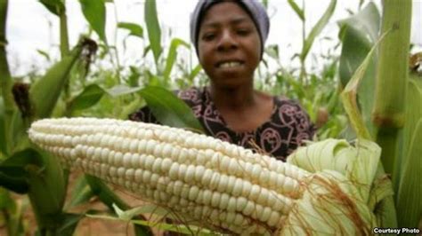 How To Grow Maize (To Harvest Better yields ) | Agropreneur Zimbabwe