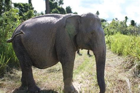 Cambodia Wildlife Sanctuary (Anlong Veng) : 2021 Ce qu'il faut savoir ...