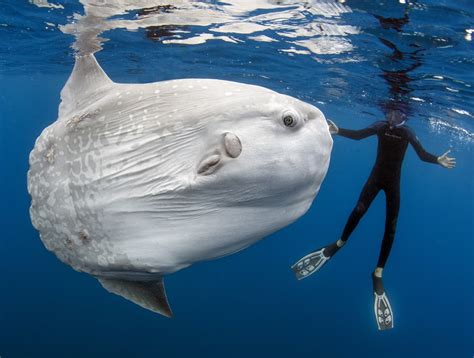 This 5,000-Pound Behemoth Is the World's Heaviest Bony Fish | Live Science