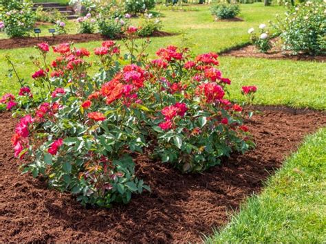 Best Mulch For Roses: Mulch Types For Rose Beds