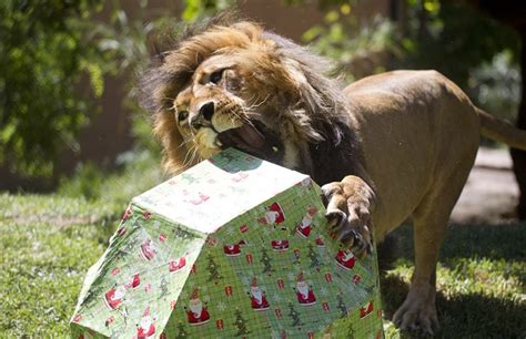 Adelaide Zoo Animals Top of Santa’s List - Adelaide Zoo