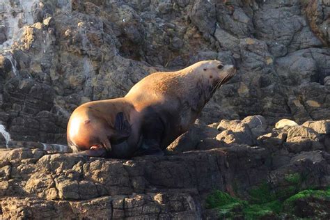 Steller Sea Lion - Channel Islands National Park (U.S. National Park Service)