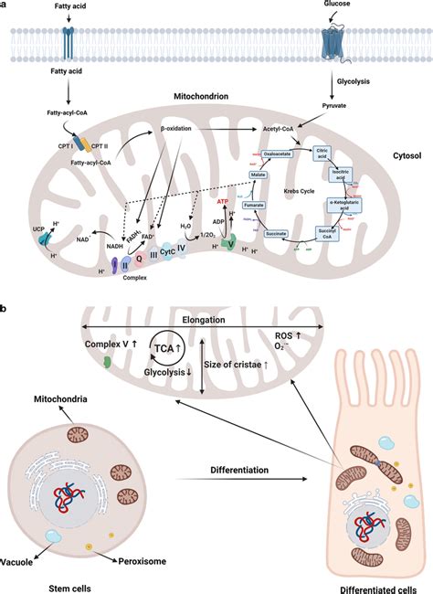 Mitochondria act as a powerhouse of the cell (a). Metabolic pathways... | Download Scientific ...