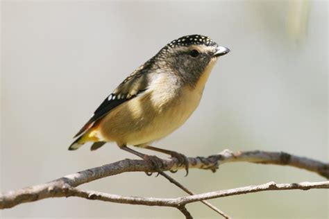 Pardalotus punctatus (Spotted Pardalote) - male | Male Spott… | Flickr