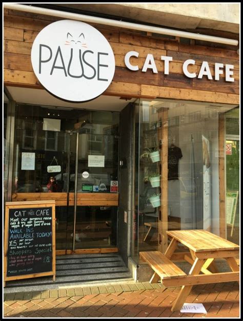 Things to do in Bournemouth, Dorset, UK | Pet cafe, Cat cafe, Dog cafe