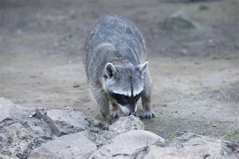 Raccoon in natural habitat — Stock Photo © Pakhnyushchyy #131681458