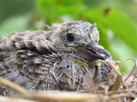 Baby Mourning Dove - a photo on Flickriver