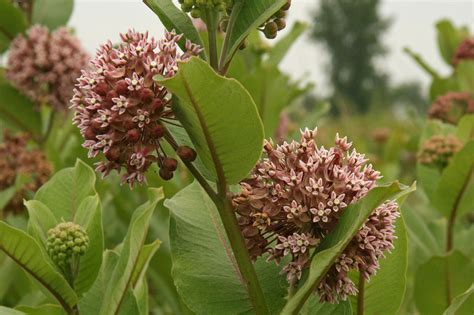 Asclepias syriaca (Common Milkweed) – Northeast Pollinator Plants