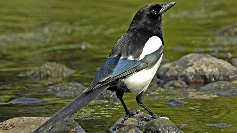 Animal Magpie HD Wallpaper