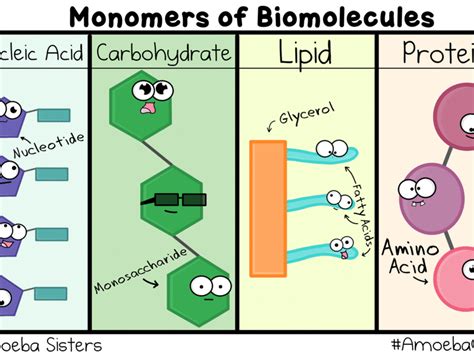 Compare The Chemical Structure And Functions Of Carbohydrates Lipids ...