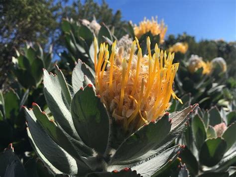 Table Mountain - Flora and Fauna