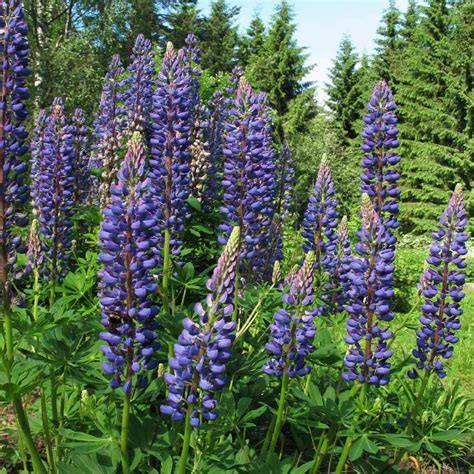 Lupine Seed - Lupinus Perennis Wild Blue Lupine Wild Flower Seeds