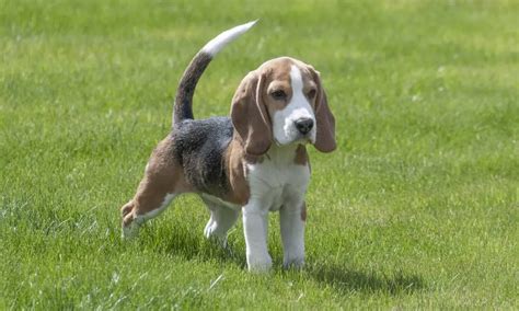 How to identify a Pure-bred Beagle? - Beagle Care