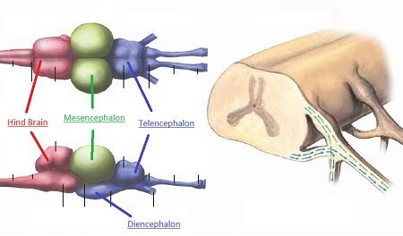 Fish Brain Anatomy | Parts & Function - Video & Lesson Transcript | Study.com