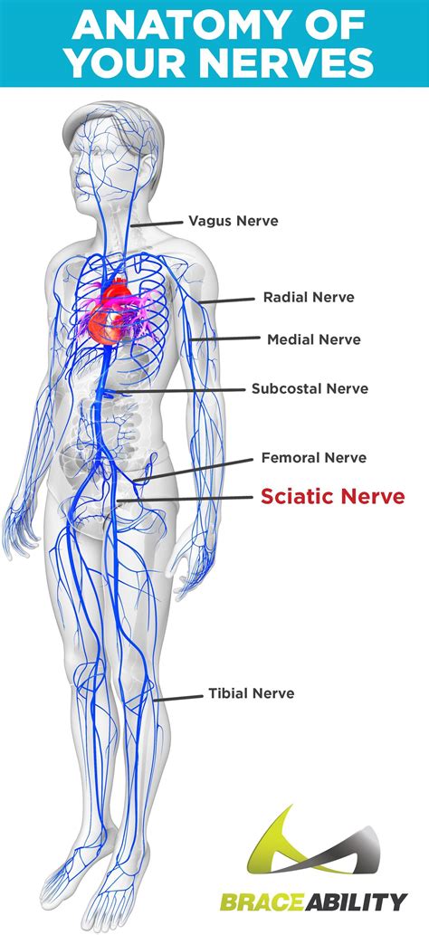 Which Nerves Labeled In The Diagram Form The Sciatic Nerve 76+ Pages Explanation Doc [3.4mb ...