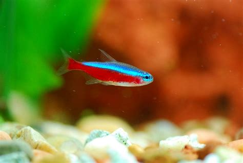 Cardinal Tetra Care Guide - Your Aquarium Place