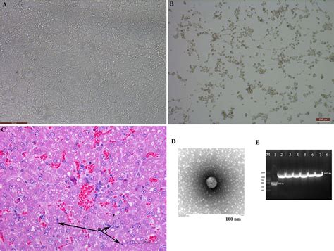 How Is Canine Adenovirus Spread