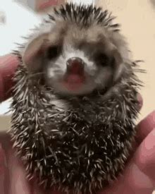 Hedgehog Yawn GIF - Hedgehog Yawn 5More Minutes - Discover & Share GIFs